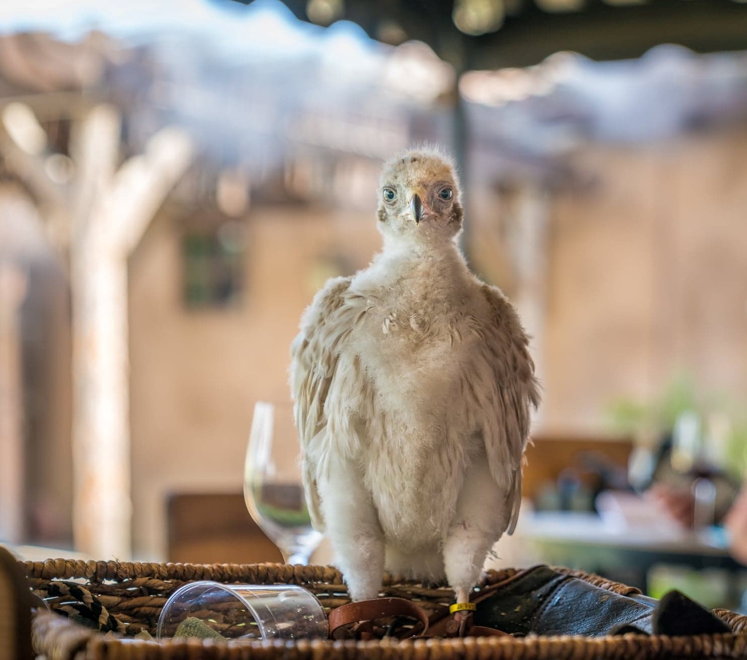 Compliments of Jimmy Fu https://jimmyfu.zenfolio.com/